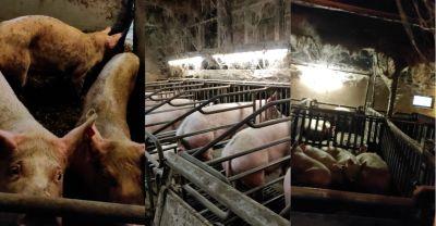 Kranke, verletzte und abgemagerte Schweine in dunklen, verdreckten Stallungen der Schweinezucht Halver, aufgenommen 2024. Bild